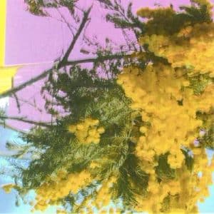 FOUR TET Into dust 12'' SINGLE LP